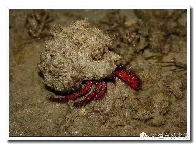 杂志连载就是不一样的寄居蟹