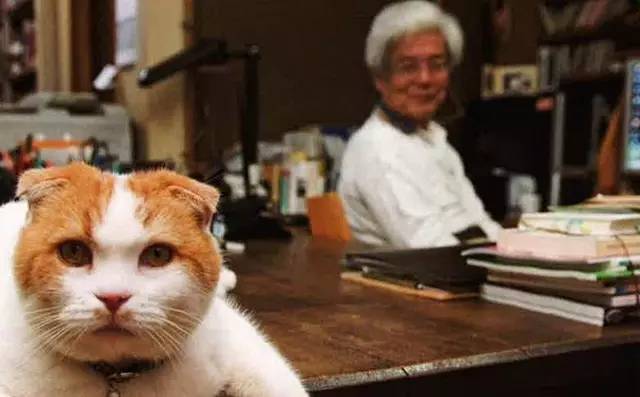 croissant猫咪原视频,croissant猫系列