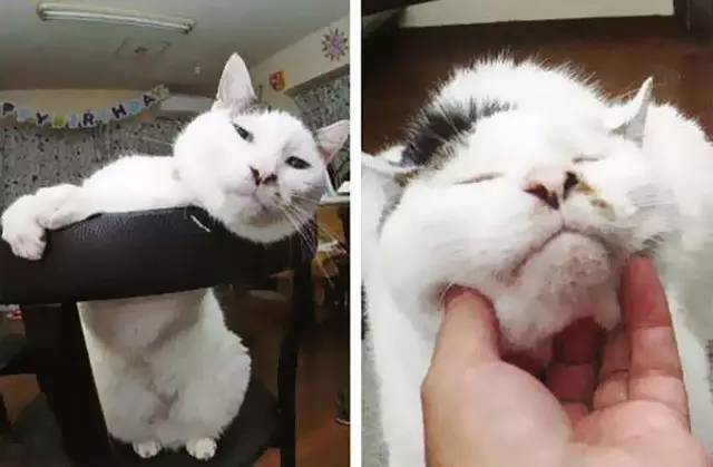 croissant猫咪原视频,croissant猫系列