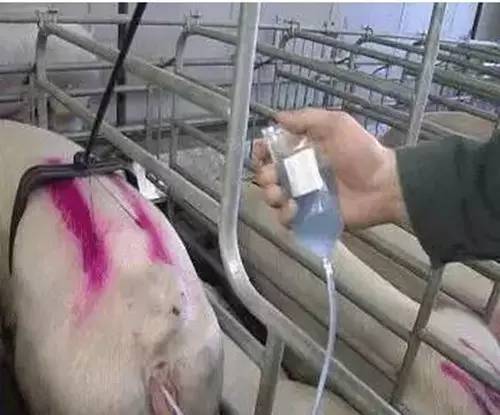 猪人工授精插管不到位,猪人工授精失败了