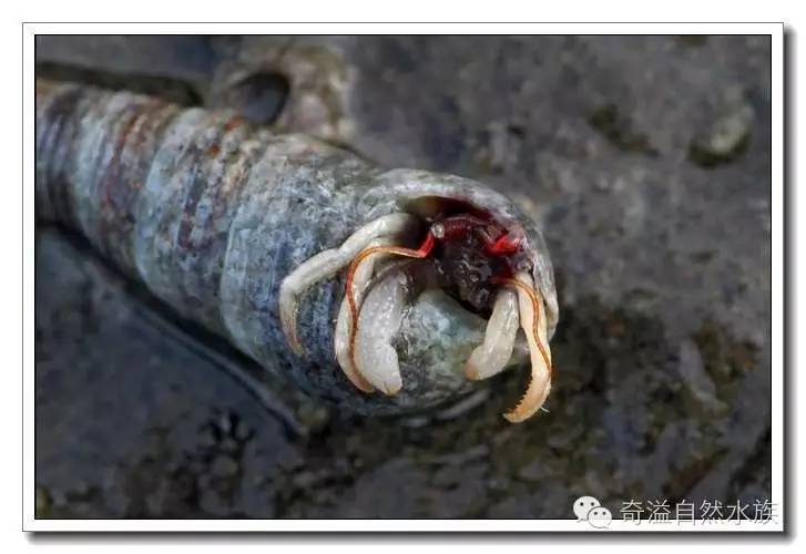 杂志连载就是不一样的寄居蟹