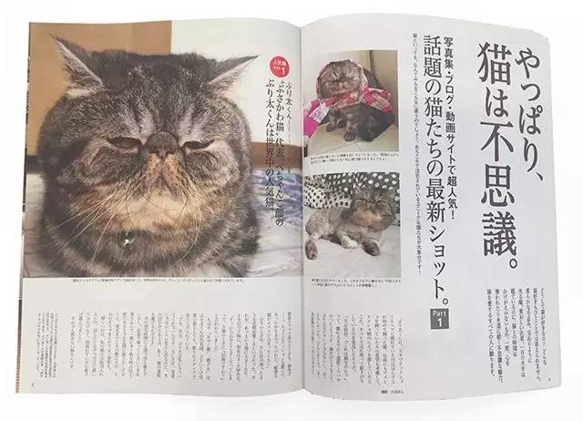 croissant猫咪原视频,croissant猫系列