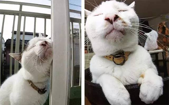 croissant猫咪原视频,croissant猫系列