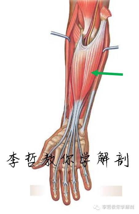 正中神经支配区域,一条神经属于器官吗