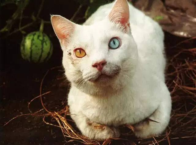 croissant猫咪原视频,croissant猫系列