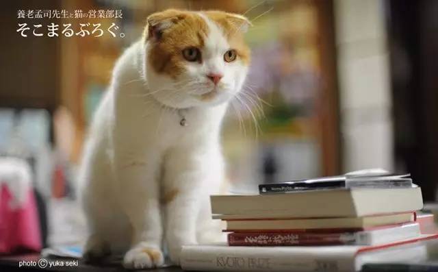 croissant猫咪原视频,croissant猫系列