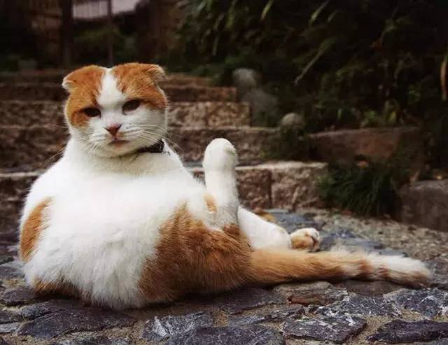 croissant猫咪原视频,croissant猫系列