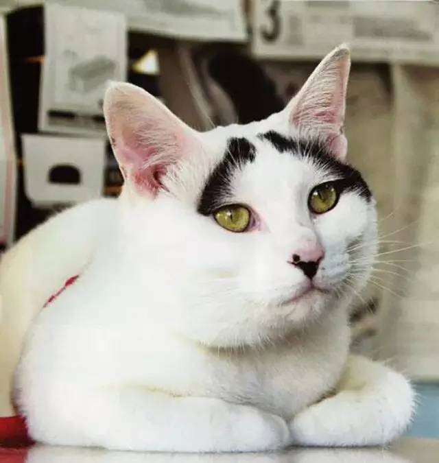 croissant猫咪原视频,croissant猫系列