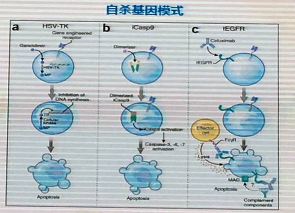 博生吉董事长杨林:CAR-T治疗实体肿瘤遭遇困境，CAR-NK或将是破解之道