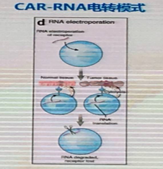 博生吉董事长杨林:CAR-T治疗实体肿瘤遭遇困境，CAR-NK或将是破解之道
