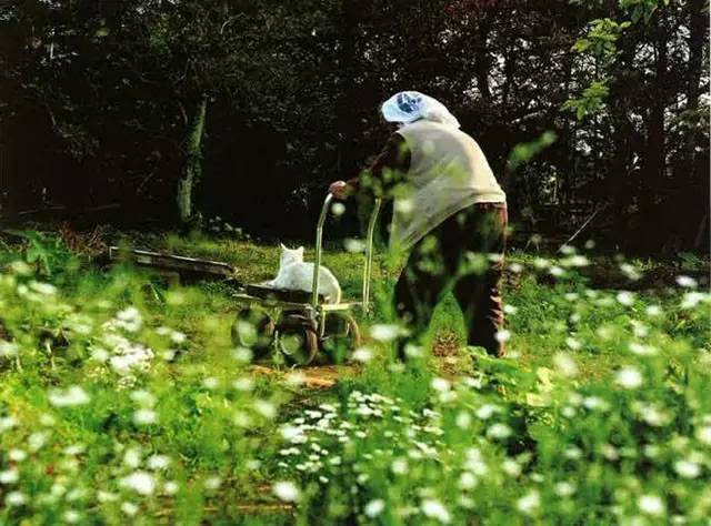 croissant猫咪原视频,croissant猫系列