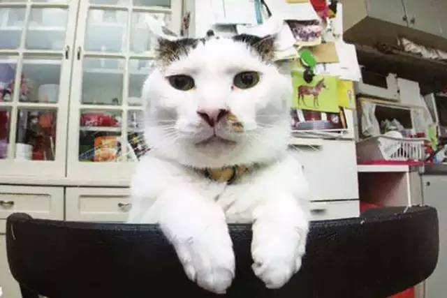 croissant猫咪原视频,croissant猫系列