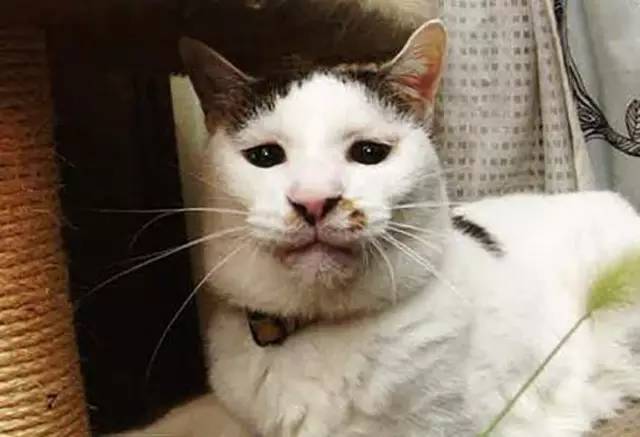 croissant猫咪原视频,croissant猫系列