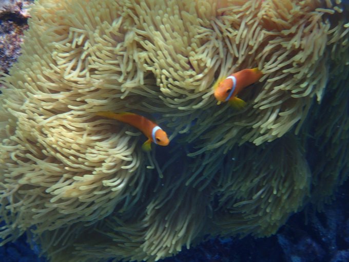 马尔代夫自由行七日游人均两万,马尔代夫一个人3天旅游费用