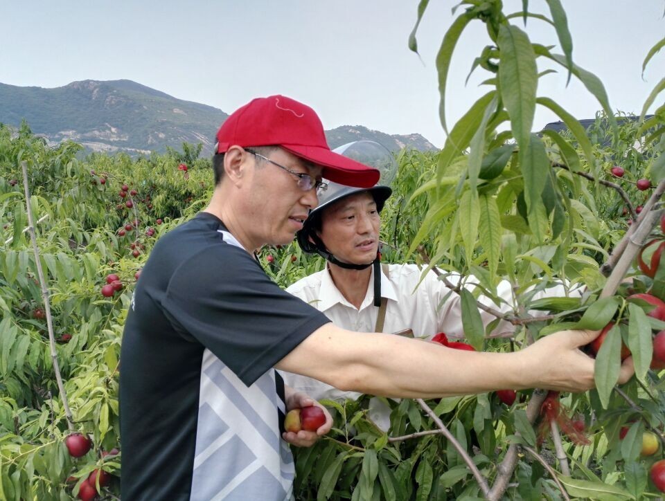 新闻义工团▏购买爱心桃，有两种打开方式