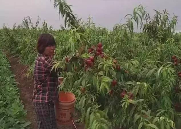 新闻义工团▏购买爱心桃，有两种打开方式