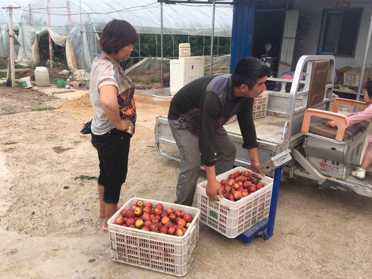 新闻义工团▏购买爱心桃，有两种打开方式