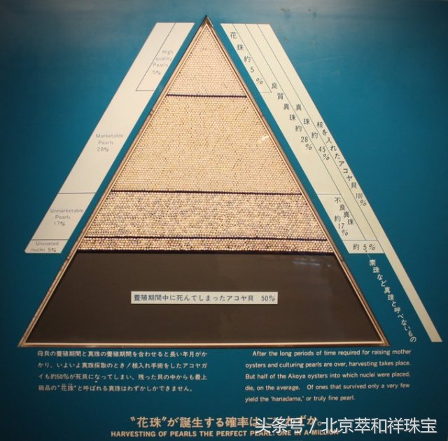 珍珠之王的前世今生南洋金珠,mikimoto珍珠是代加工吗