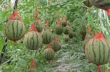 洛阳必吃美食排行榜西工区,洛阳十大必吃美食