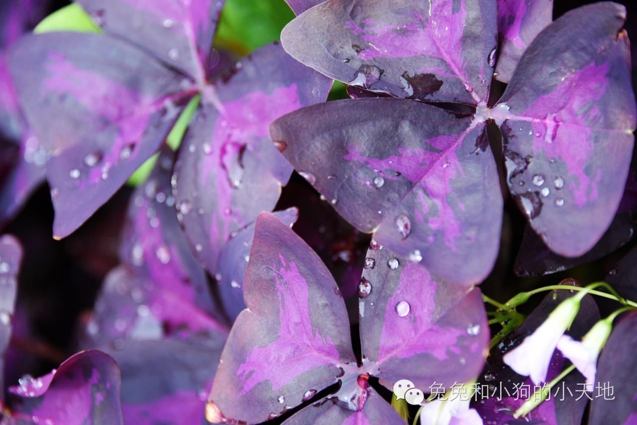 皇家御庭店,普拉提皇家御庭