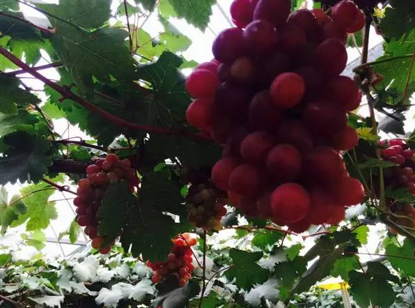 洛阳必吃美食排行榜西工区,洛阳十大必吃美食
