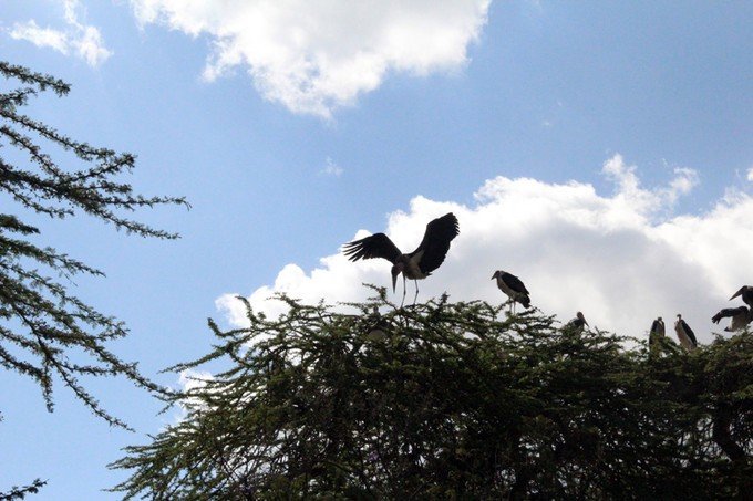 肯尼亚5天难忘的野生动物园,肯尼亚野生动物之旅