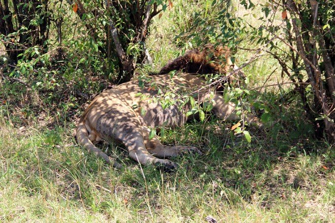 肯尼亚5天难忘的野生动物园,肯尼亚野生动物之旅
