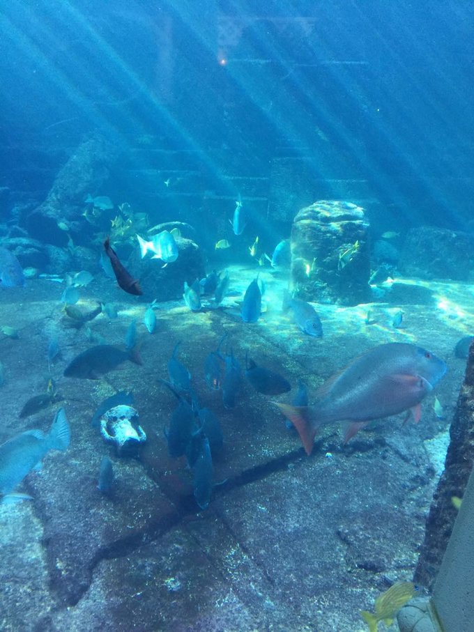 巴哈马旅游风景2020,巴哈马海滩旅游攻略