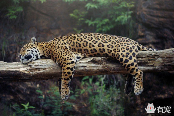 动物吸毒 (动物吸毒会上瘾么)