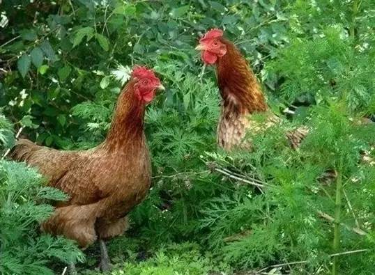 洛阳必吃美食排行榜西工区,洛阳十大必吃美食