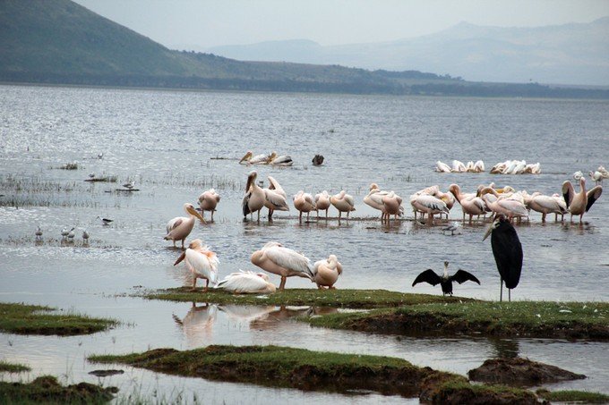 肯尼亚5天难忘的野生动物园,肯尼亚野生动物之旅