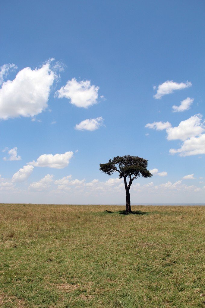 肯尼亚5天难忘的野生动物园,肯尼亚野生动物之旅