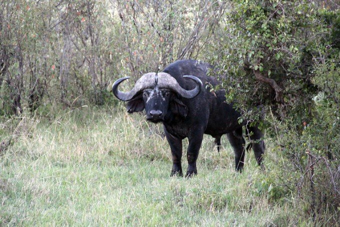 肯尼亚5天难忘的野生动物园,肯尼亚野生动物之旅