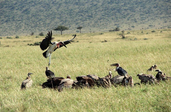 肯尼亚5天难忘的野生动物园,肯尼亚野生动物之旅