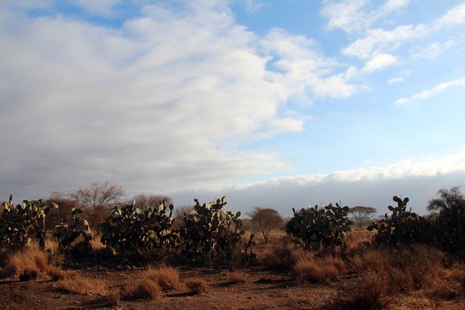 肯尼亚5天难忘的野生动物园,肯尼亚野生动物之旅