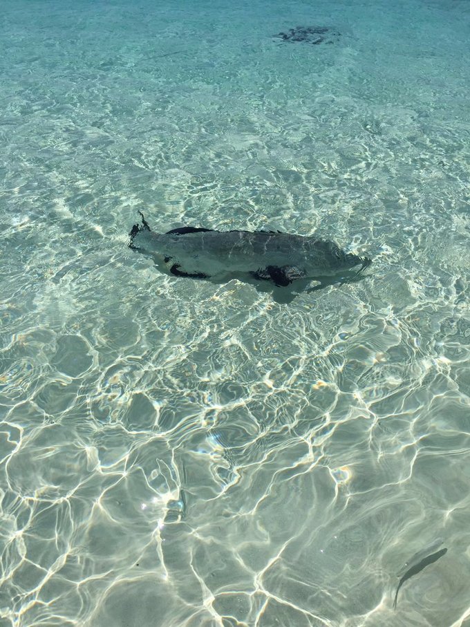 巴哈马旅游风景2020,巴哈马海滩旅游攻略