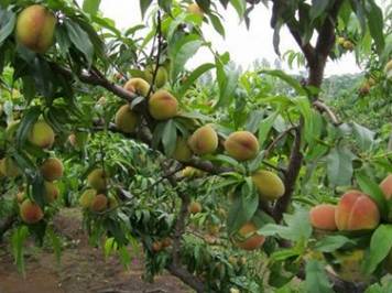 洛阳必吃美食排行榜西工区,洛阳十大必吃美食