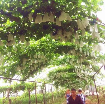 洛阳必吃美食排行榜西工区,洛阳十大必吃美食