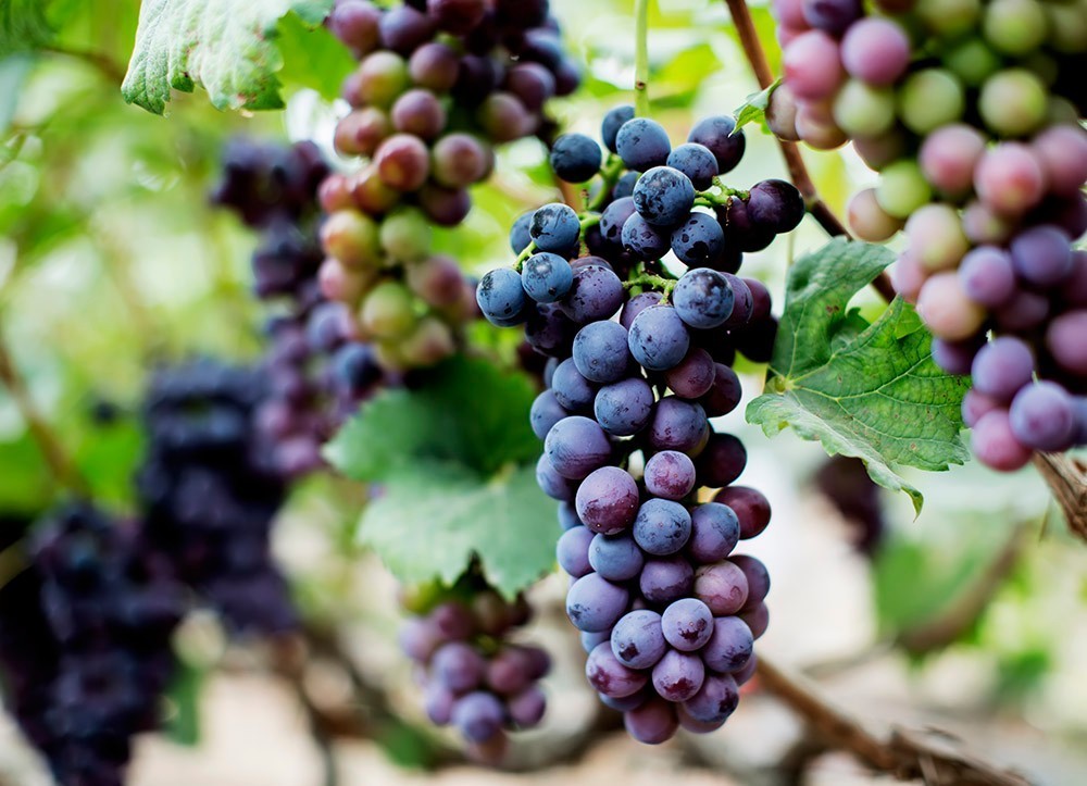 洛阳必吃美食排行榜西工区,洛阳十大必吃美食