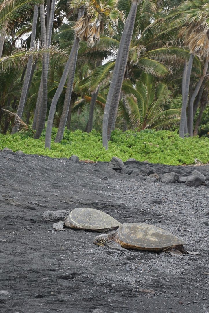 没有意外是哪句电影台词,夏威夷旅行说明