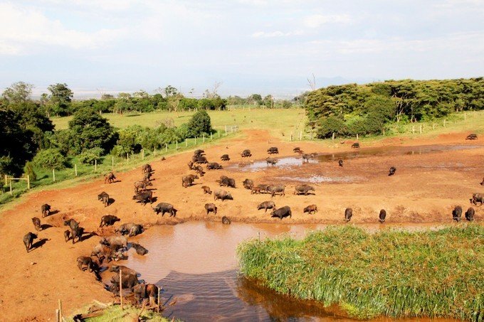 肯尼亚5天难忘的野生动物园,肯尼亚野生动物之旅
