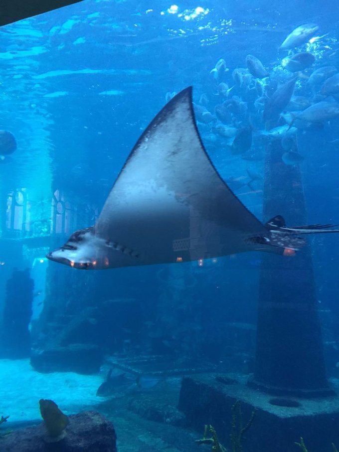 巴哈马旅游风景2020,巴哈马海滩旅游攻略