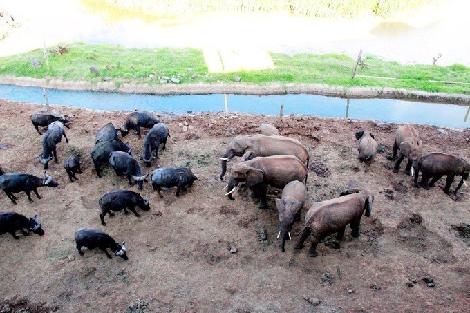 肯尼亚5天难忘的野生动物园,肯尼亚野生动物之旅