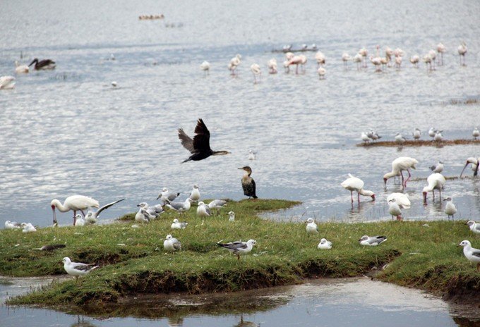 肯尼亚5天难忘的野生动物园,肯尼亚野生动物之旅