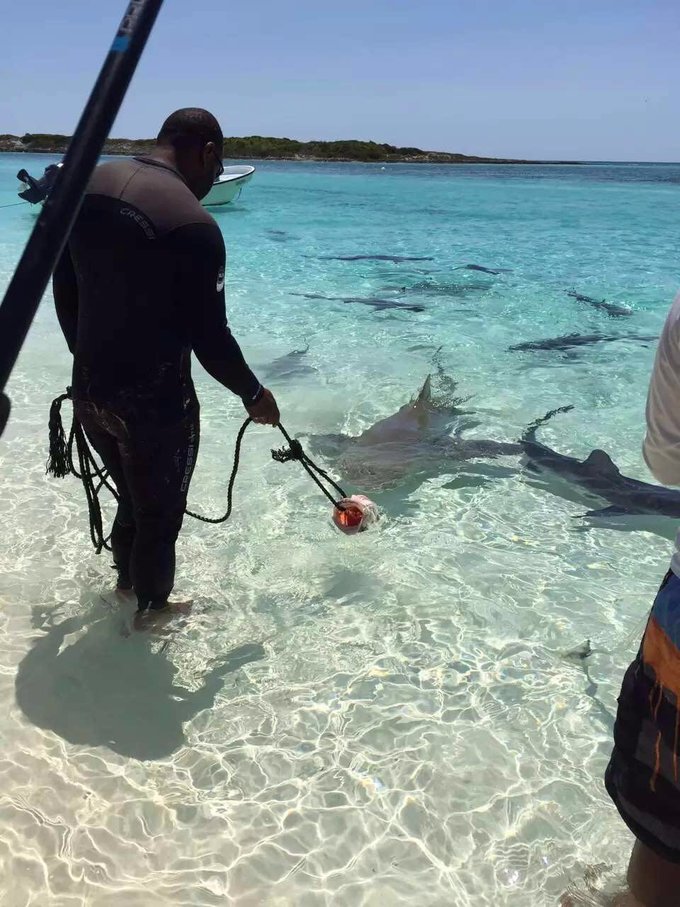 巴哈马旅游风景2020,巴哈马海滩旅游攻略