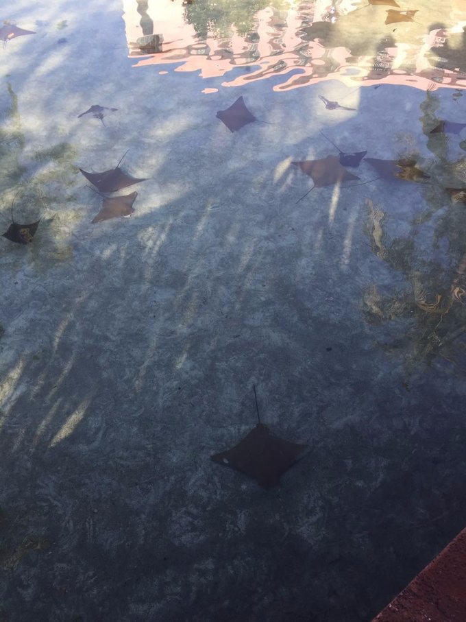 巴哈马旅游风景2020,巴哈马海滩旅游攻略