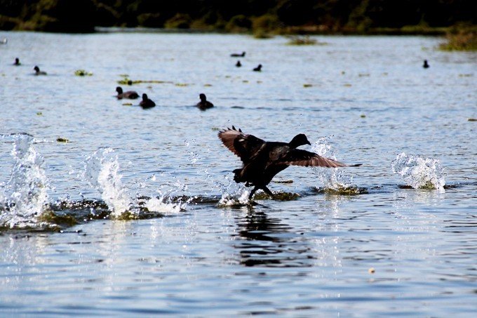 肯尼亚5天难忘的野生动物园,肯尼亚野生动物之旅