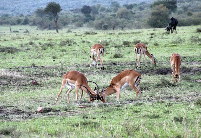 肯尼亚5天难忘的野生动物园,肯尼亚野生动物之旅