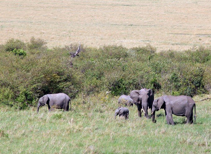 肯尼亚5天难忘的野生动物园,肯尼亚野生动物之旅