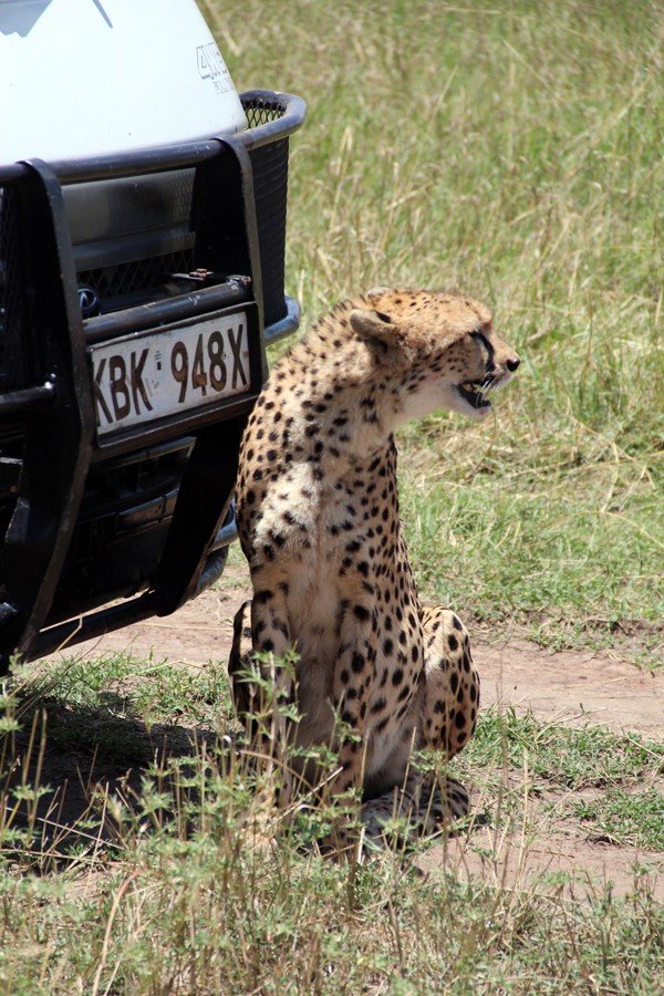 肯尼亚5天难忘的野生动物园,肯尼亚野生动物之旅
